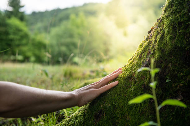 How Our Tree Care Process Works  in  Yellville, AR