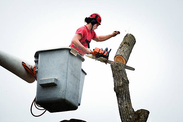 Reliable Yellville, AR Tree Removal Services Solutions